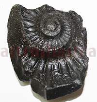 Shaligram 10762 90gm